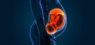 Artistic rendering shows a side-profile view of a woman’s torso with a developing fetus inside the womb. Also shown in the womb is a placenta connecting the developing fetus to the mother. The fetus is depicted in red coloring and appears curled up with its head facing downwards.