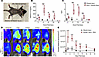 A mouse model of burn polytrauma provokes a systemic inflammatory response,
