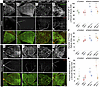 In P7 mouse retina, conditional Vhl-null and –type 2B mutations accelerate
