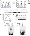 IsoLG adduction of PU.1 disrupts binding to C1q.