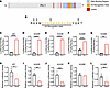 PU.1-K228R is insensitive to tBHP-mediated repression of C1qB.