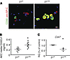 β1rtTA mice have increased efferocytosis of type 2 AECs.