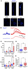 NE release measured ex vivo from sympathetic neurons in the inguinal adipos