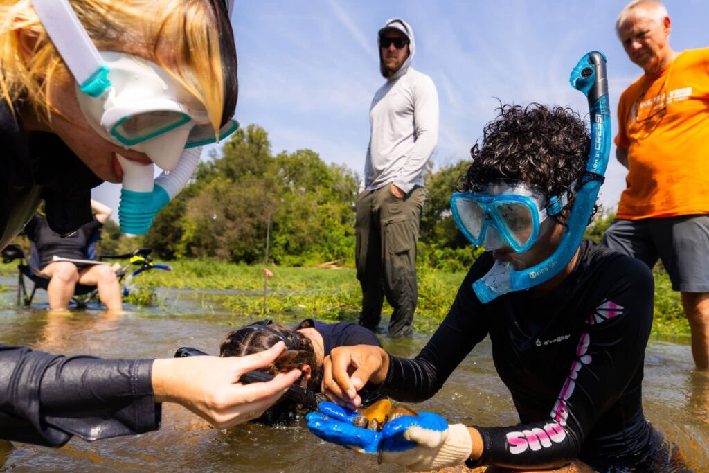 Undergrad students majoring in Wildlife and Fisheries Science snorkel in a shoal along the Nolichucky River while performing quantitative sampling of the mussel community with the McClung Museum on September 12, 2023. Photo by Steven Bridges/University of Tennessee. UTK UTK