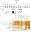 Identification and characterization of a FluA B cell lineage.