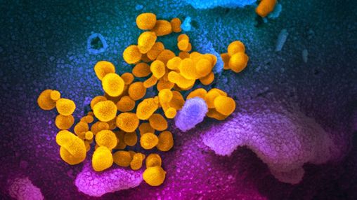 What Is a Coronavirus?