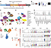 Time-series scRNA-seq of developing mouse lung.