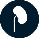 icon depicting a left kidney