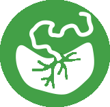 icon depicting a placenta