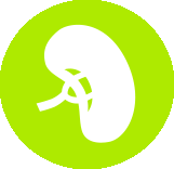 icon depicting the spleen