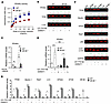 SR-BI deficiency decreases PPARα activity in macrophages.