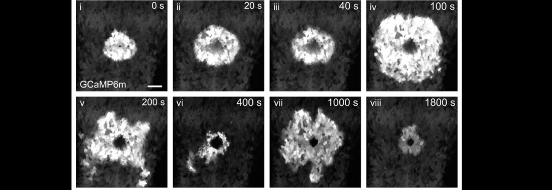 Cytoplasmic calcium levels rise immediately in surrounding cells after laser wounds.
