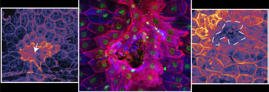 Welcome to the Page-McCaw lab
