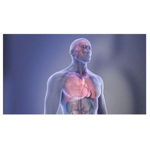 Organs in the body - transparent illustration