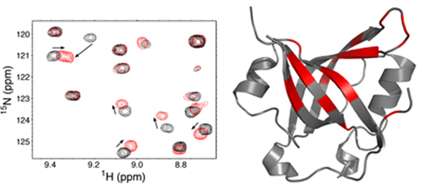 A protein interacting surface on RPA revealed by NMR spectroscopy