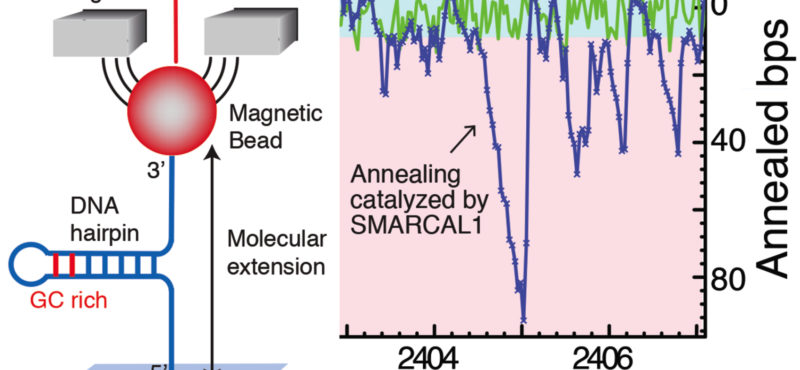 SMARCAL1 catalyzes DNA strand annealing in a single molecule assay
