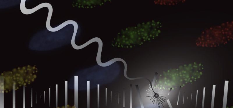 10,000 Trillion cell divisions per lifetime; 6 billion base pairs per cell; Thousands of DNA lesions per cell per day; How does this work?