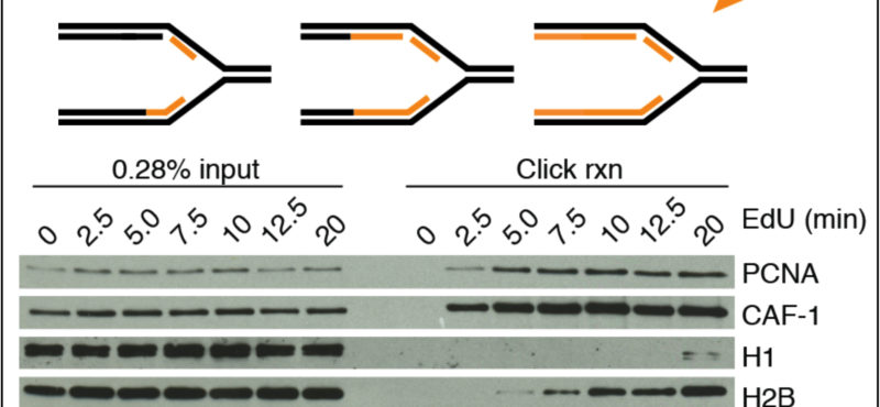 Isolation of Proteins on Nascent DNA — “iPOND”