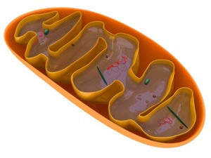 mitochondrion300px (iStockphoto.com)