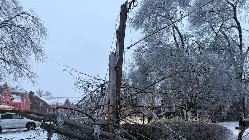 A fallen tree took out some power lines on Sunday morning.