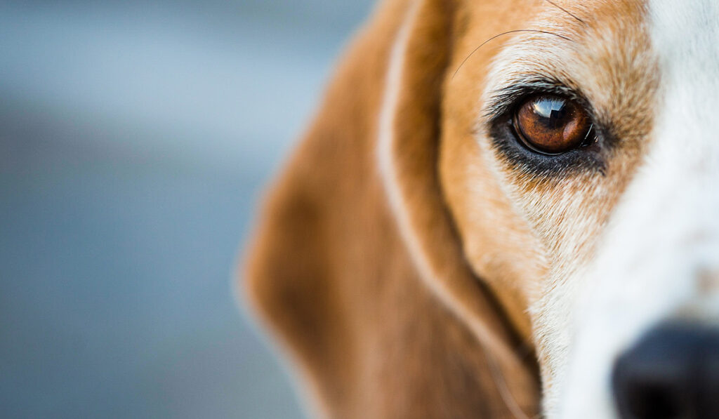 Beagle eye