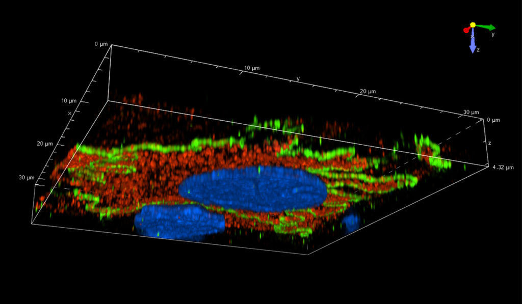 Kidney cells grown on permeable supports (bottom view), showing apical transporter proteins (red).