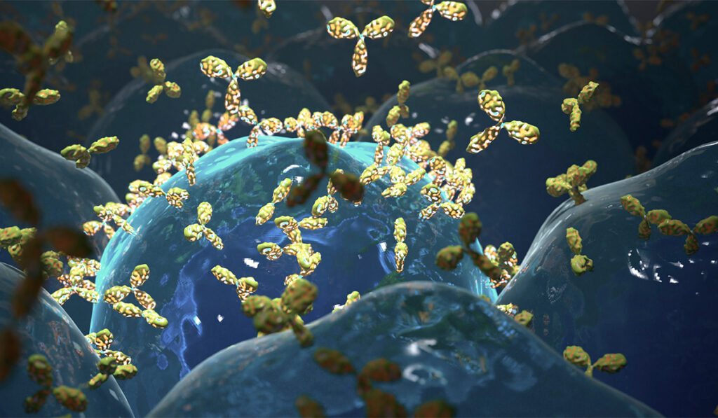 Illustration of B cells