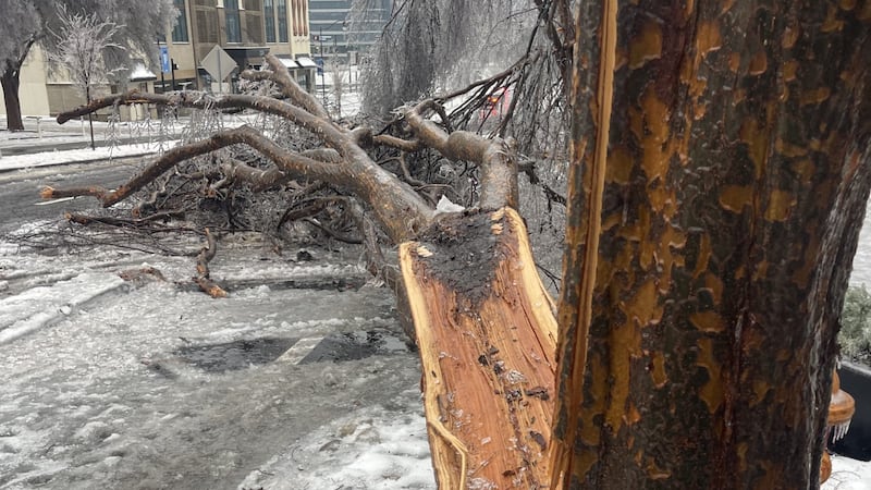 A large tree split and fell onto Demonbreun Street in Nashville.