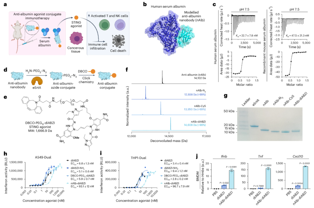 a, Scheme depicting the concept of an albumin-hitchhiking nanobody–STING agonist conjugate for cancer immunotherapy. Anti-albumin nanobodies conjugated to STING agonists bind to circulating albumin in situ, resulting in improved pharmacokinetics and increased biodistribution to tumour sites that stimulates antitumour innate and adaptive immune responses. b, Computational model of the anti-albumin nanobody (nAlb) binding at domain IIB of HSA. c, ITC traces (top) and binding isotherms (bottom) of nAlb binding to human and mouse serum albumin at pH 7.5 with calculated dissociation constant (Kd). d, Reaction scheme for generating molecularly homogeneous nAlb conjugates through site-selective enzymatic ligation of an amine-PEG3-azide followed by conjugation of agonist or dye cargo through strain-promoted azide-alkyne cycloaddition (SPAAC). e, Structure of diABZI STING agonist conjugated to a DBCO-PEG11 handle for ligation to azide-functionalized nanobodies via SPAAC. f,g, ESI–MS (f) and SDS–PAGE (g) showing nanobody conjugate purity and molecular weight (see Source Data for uncropped gel in ref. 90). h,i, Dose–response curves in A549-Dual (n = 3) (h) and THP1-Dual type I interferon reporter cell lines (n = 3) (i) with estimated EC50 values indicated in the legends; RLU, relative light unit. j, qPCR analysis of gene expression in mouse BMDMs treated in vitro with 0.25 µM of free diABZI or nAlb–diABZI conjugate (n = 3). P values determined by one-way ANOVA with Dunnett’s multiple comparison test with groups compared to PBS. Replicates are biological, and data are shown as mean ± s.e.m. Panel a created with BioRender.com.
