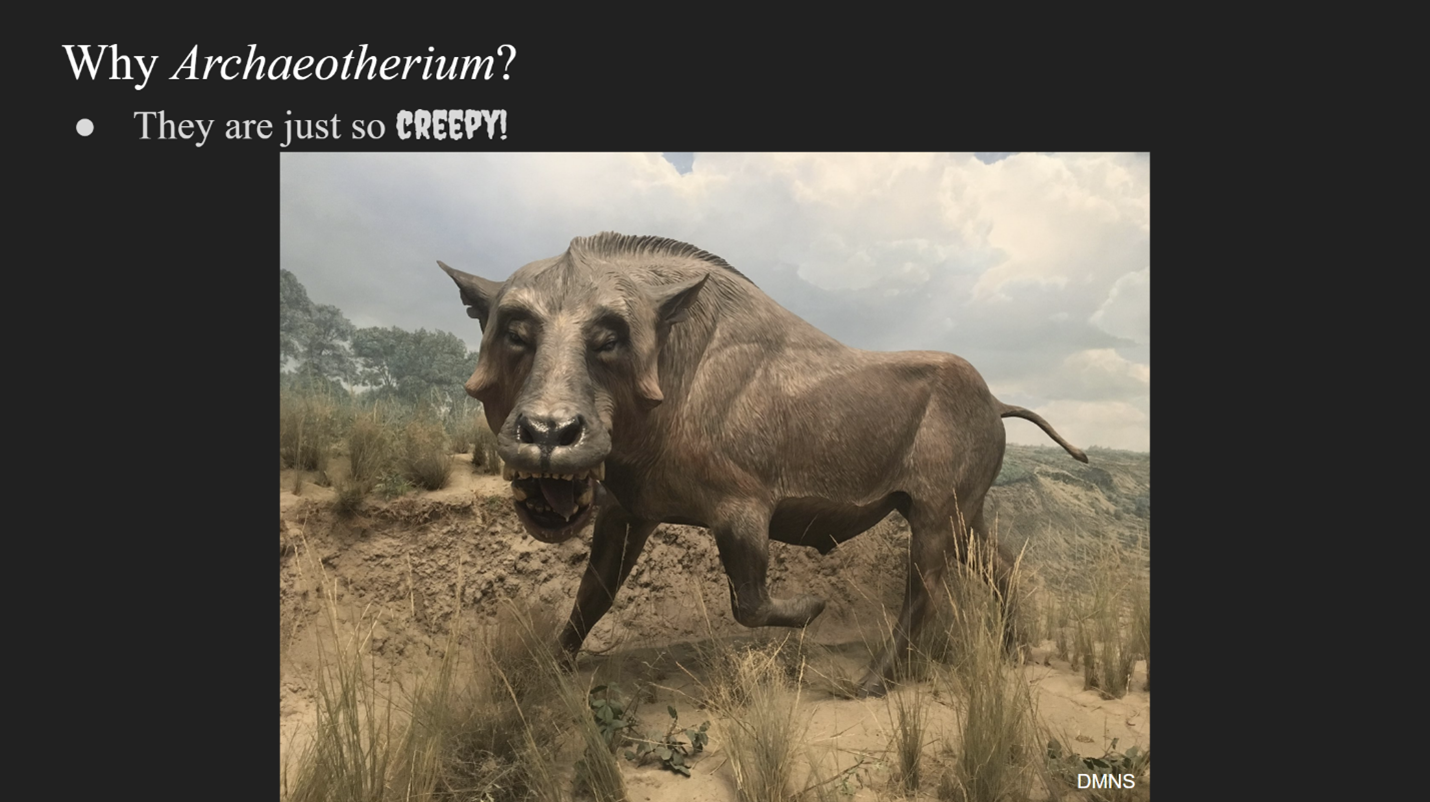 A PowerPoint slide saying "Why Archaeotherium" "They are just creepy" with a photo of an archaeotherium on display at a museum