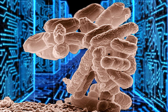 Cell-circuit574px The simple E. coli bacterium shown can compute 1,000 times faster than the most powerful computer chip, its memory density is 100 million times higher and needs 100 millionth the power to operate. (Jenni Ohnstad)