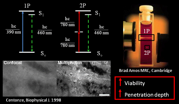 Multiphoton Microscopy