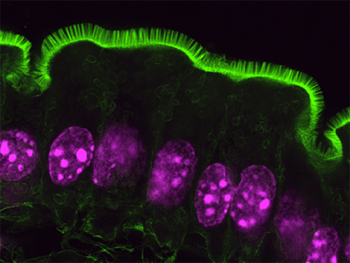 Biomedical Microscopy Biomedical Microscopy